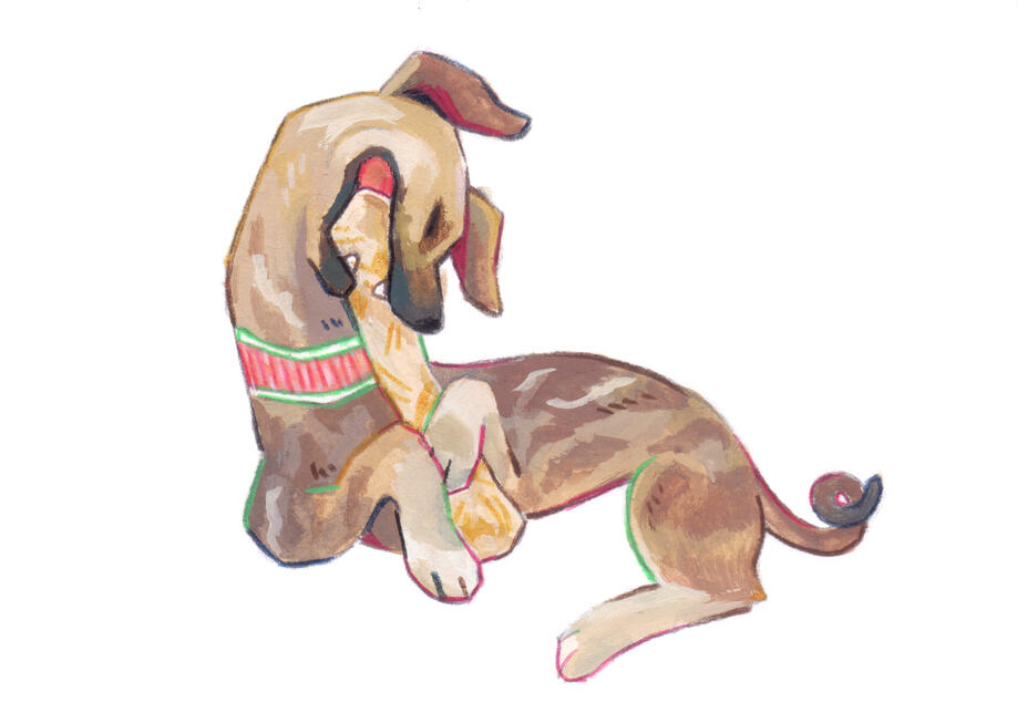 doggust 2025